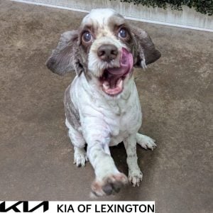 Website Pet Pictures - 2026-10-26T093654.608