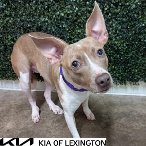 Website Pet Pictures - 2026-10-26T102706.875