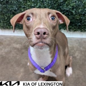 Website Pet Pictures - 2026-10-26T103310.749