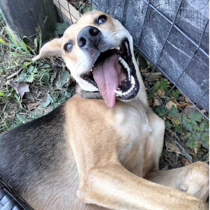 Website Pet Pictures - 2026-10-30T181405.381