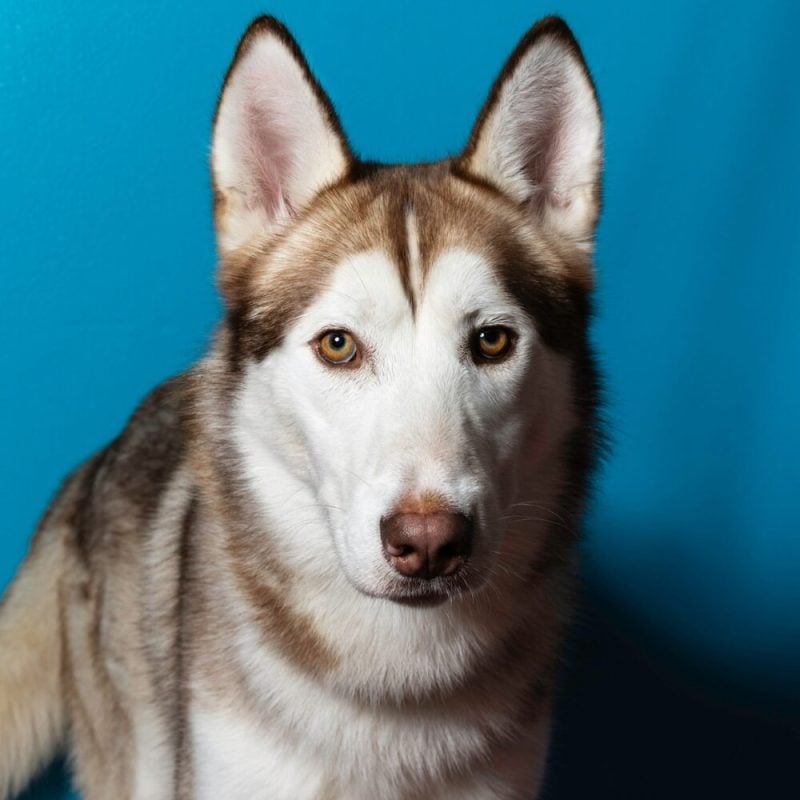 Website Pet Pictures (21)