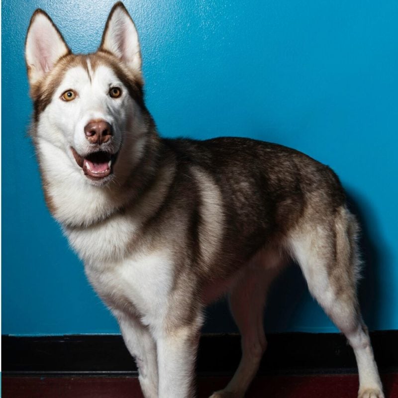 Website Pet Pictures (22)