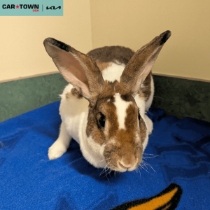 Website Pet Pictures (23)