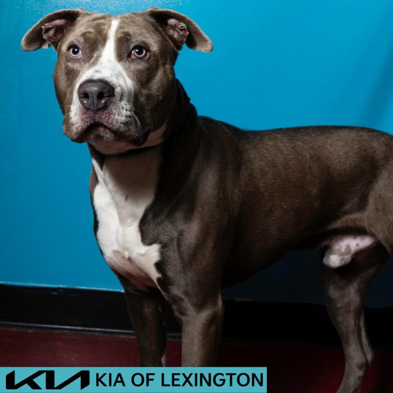 Website Pet Pictures (23)