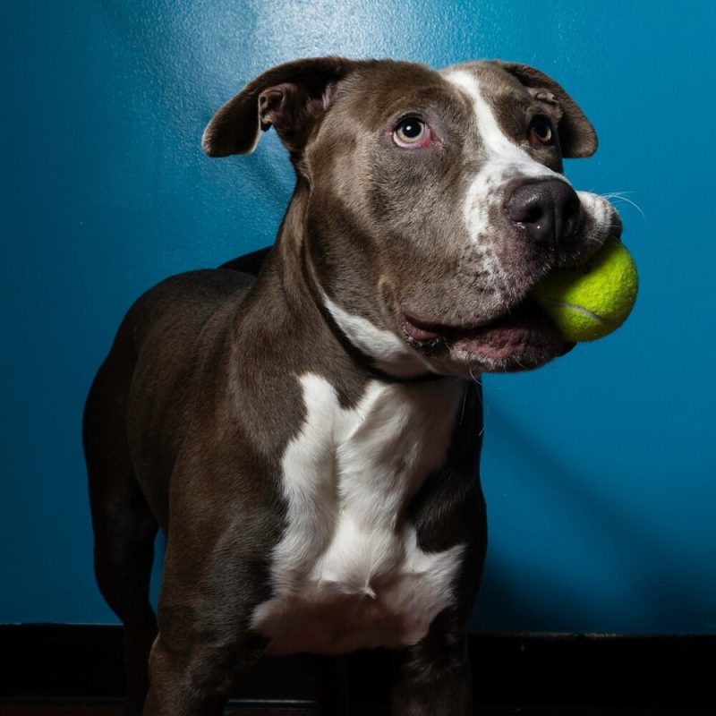 Website Pet Pictures (24)
