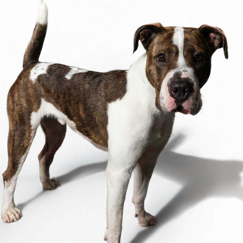 Website Pet Pictures (25)
