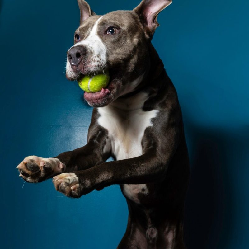 Website Pet Pictures (25)