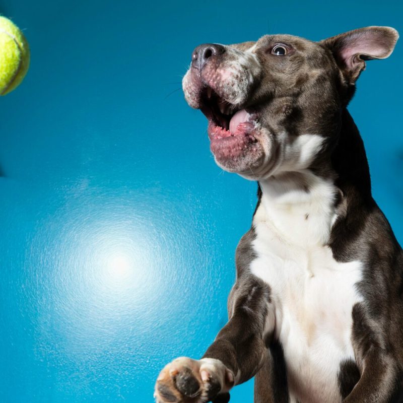 Website Pet Pictures (28)