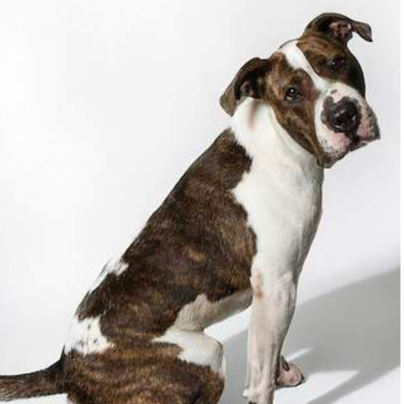 Website Pet Pictures (29)