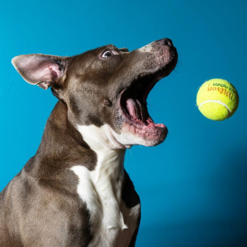 Website Pet Pictures (29)