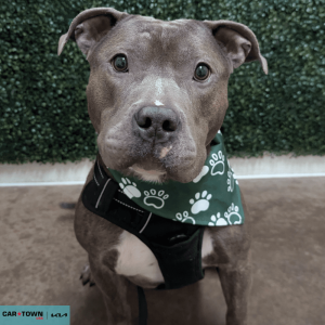 Website Pet Pictures (3)