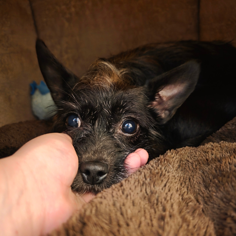 Website Pet Pictures
