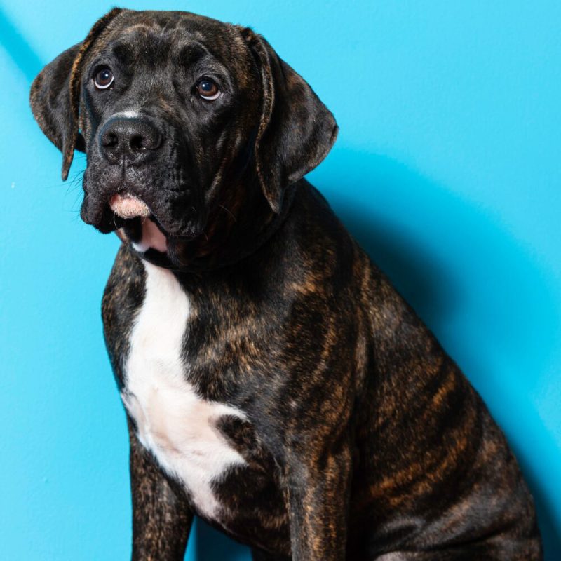 Website Pet Pictures (30)