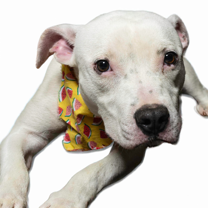 Website Pet Pictures (32)