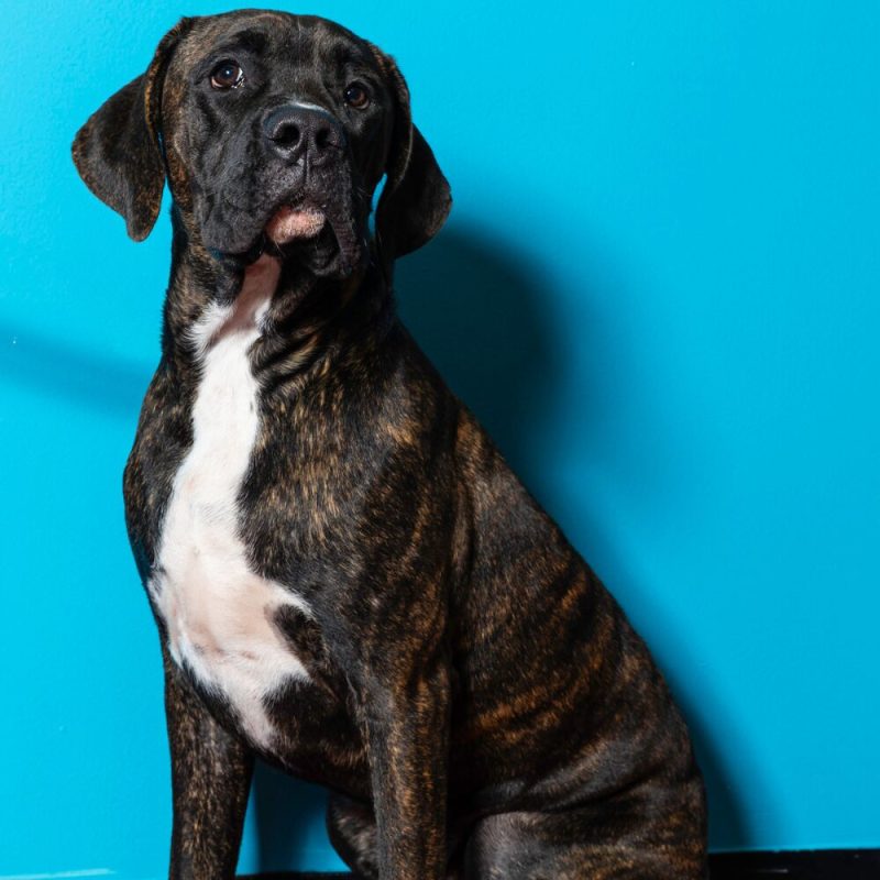 Website Pet Pictures (32)