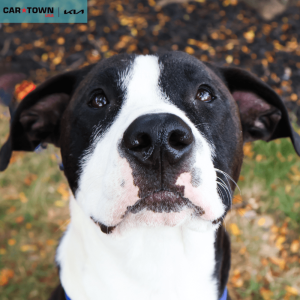 Website Pet Pictures (33)