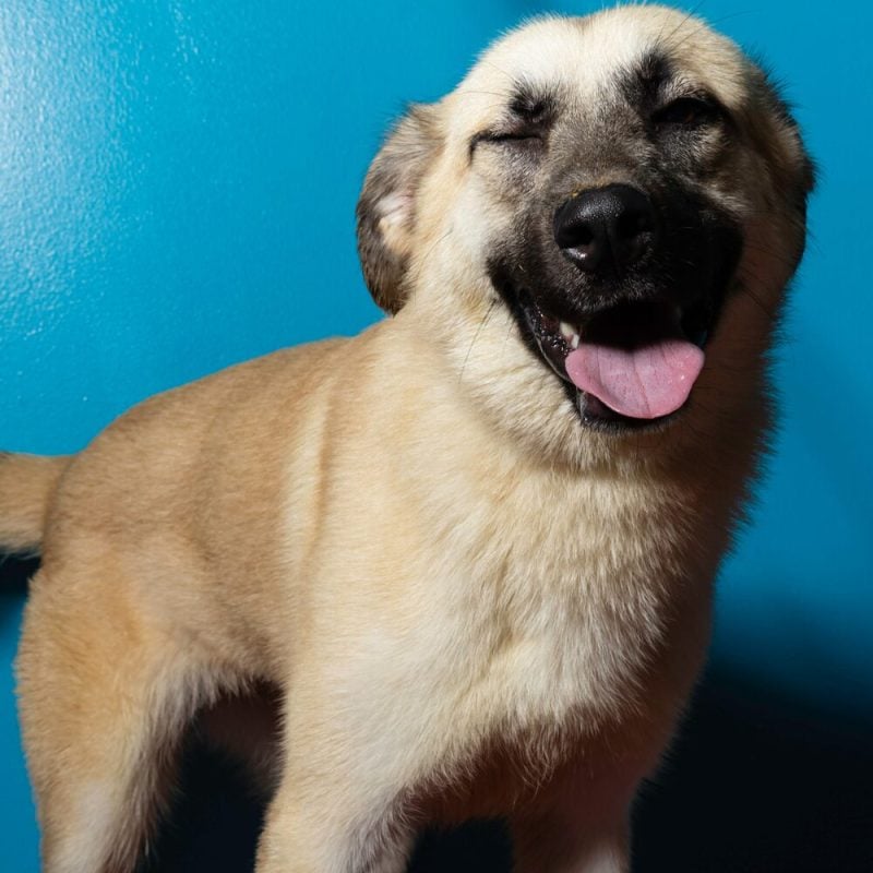 Website Pet Pictures (33)