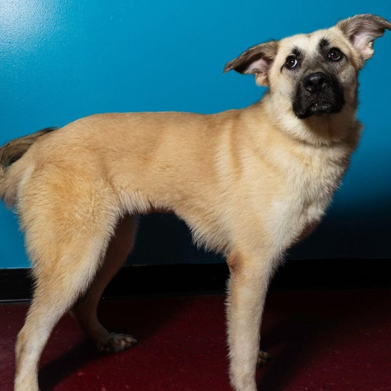 Website Pet Pictures (34)