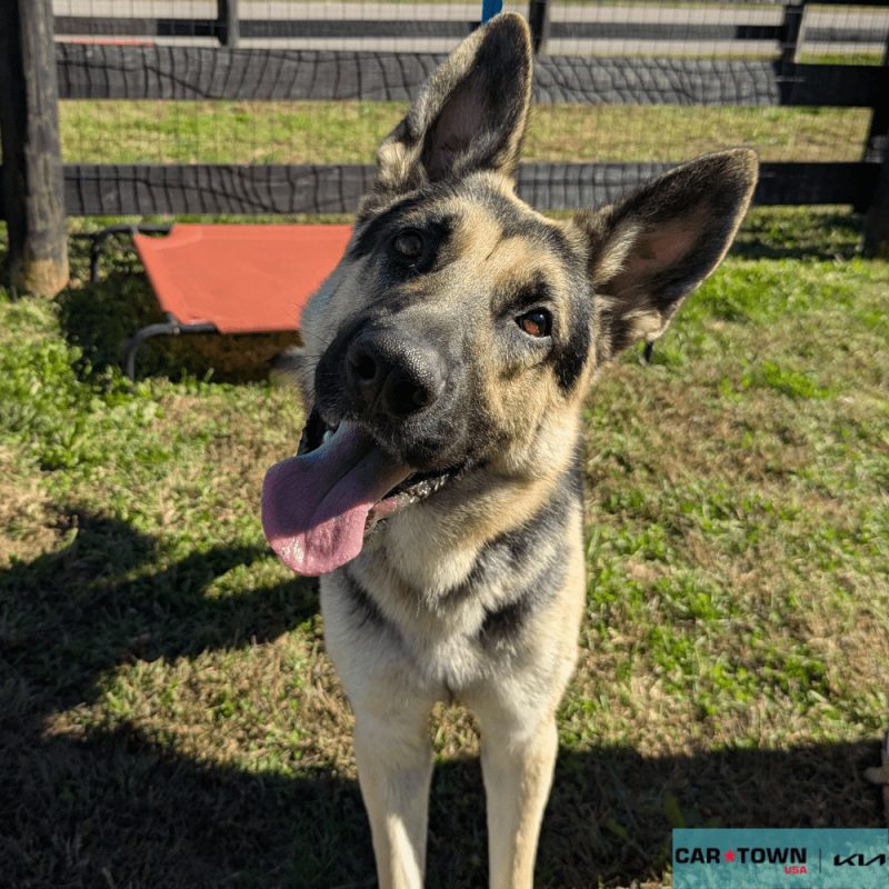 Website Pet Pictures (35)