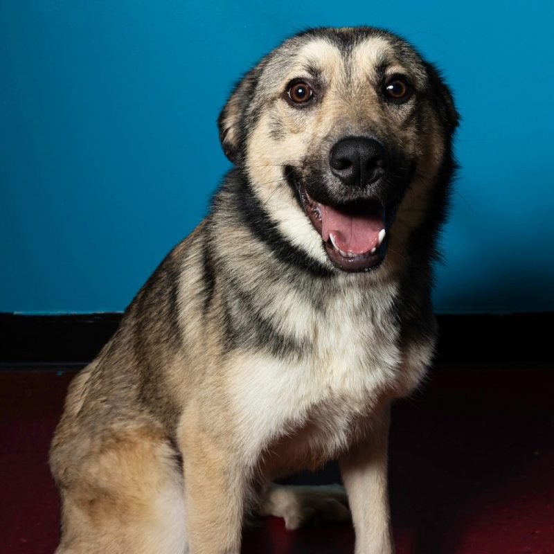 Website Pet Pictures (35)