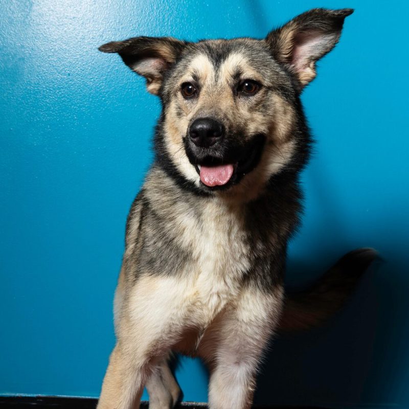 Website Pet Pictures (36)