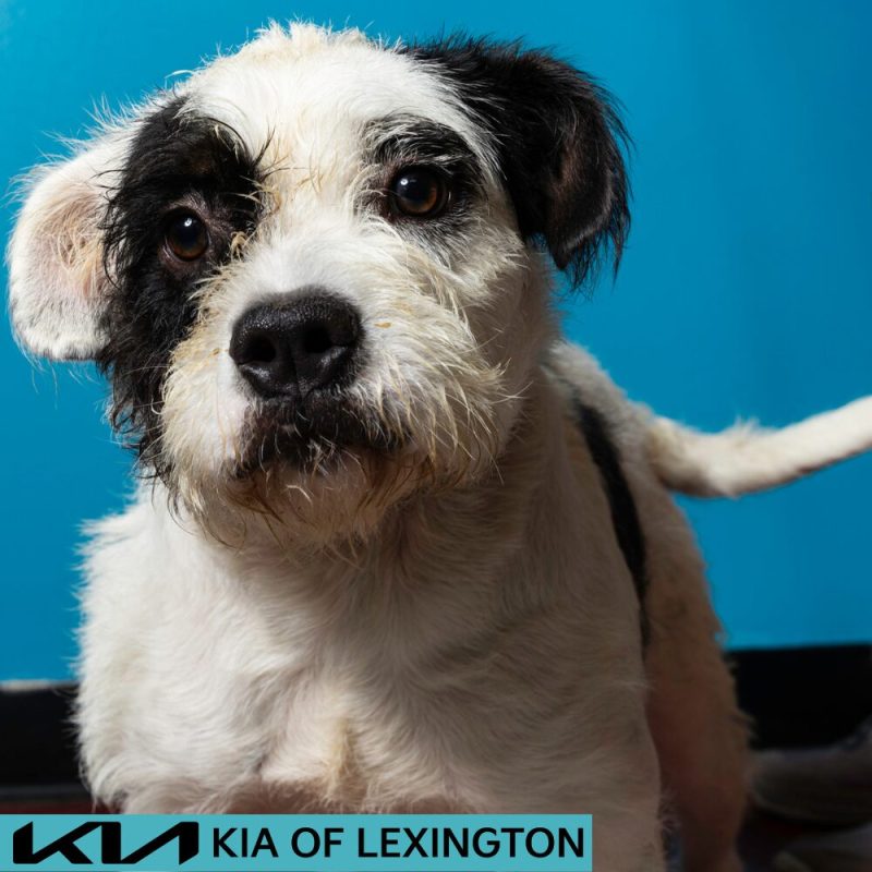 Website Pet Pictures (37)
