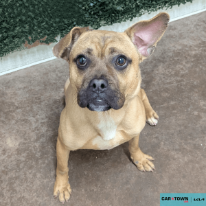 Website Pet Pictures (4)