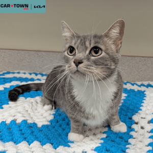 Website Pet Pictures (42)