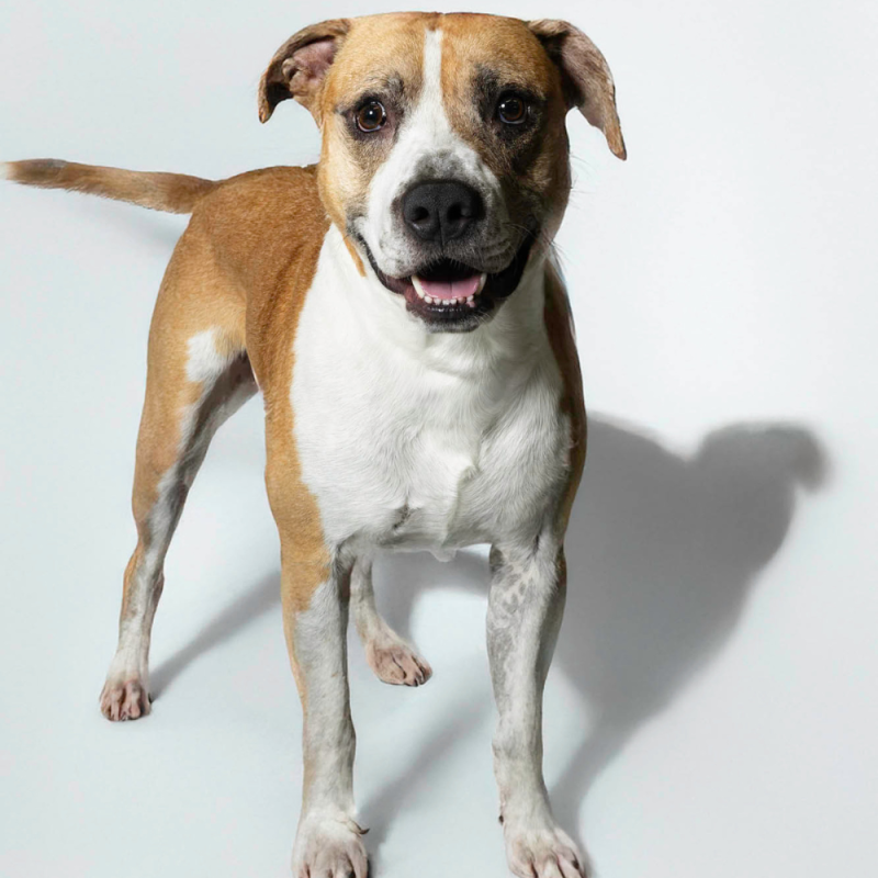 Website Pet Pictures (42)