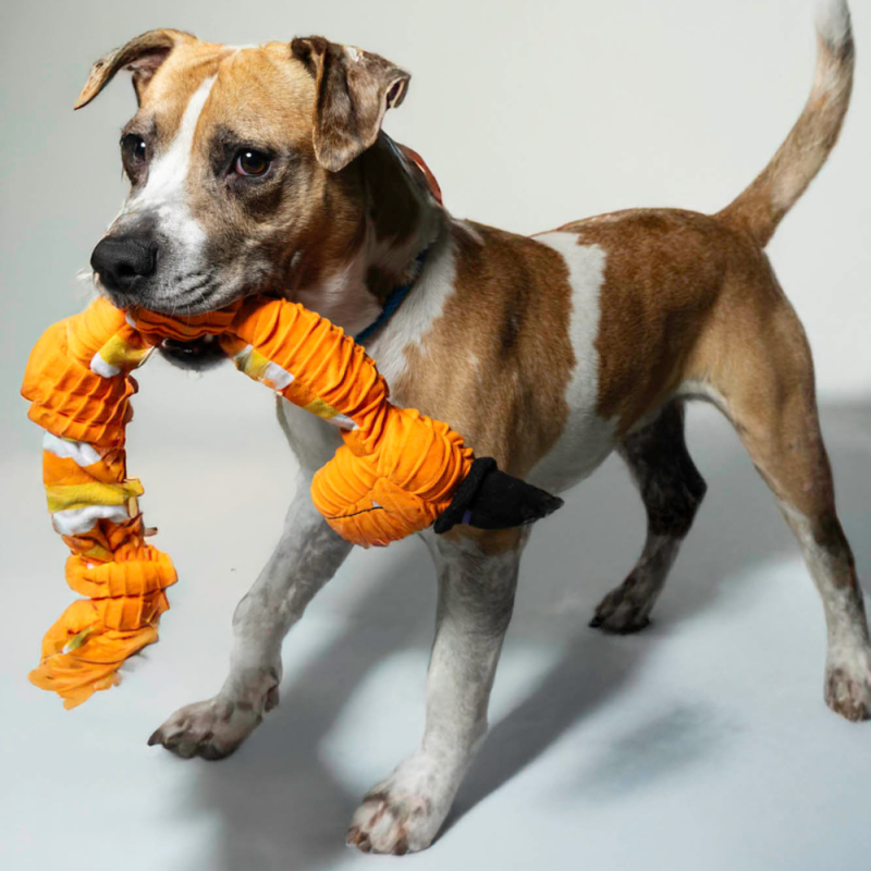 Website Pet Pictures (43)