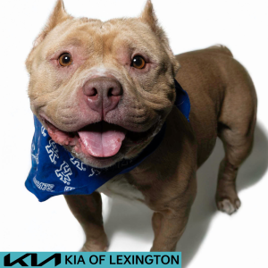 Website Pet Pictures (45)