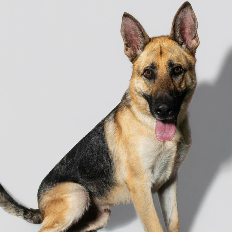 Website Pet Pictures (48)