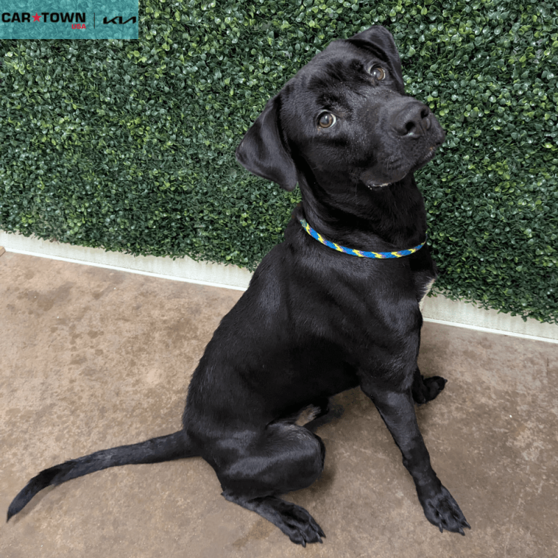 Website Pet Pictures (49)