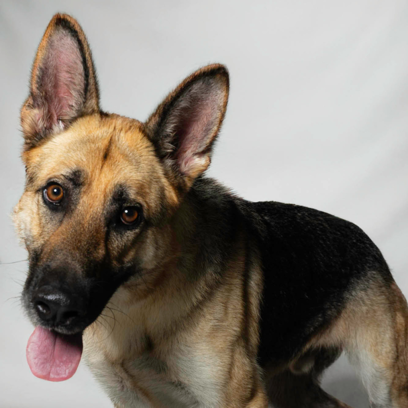 Website Pet Pictures (49)