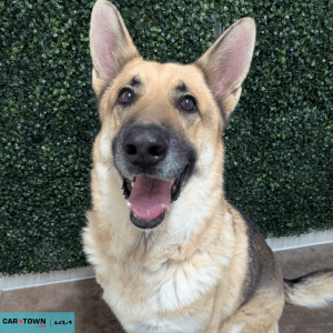 Website Pet Pictures (5)