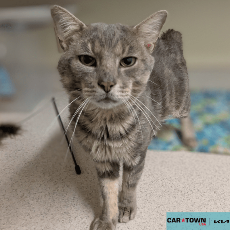 Website Pet Pictures (51)