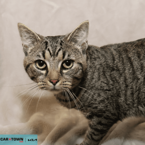 Website Pet Pictures (52)