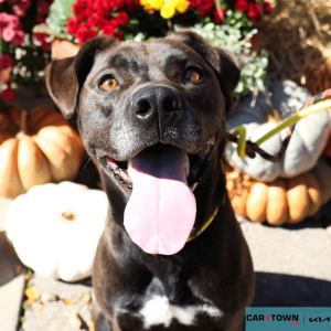 Website Pet Pictures (54)