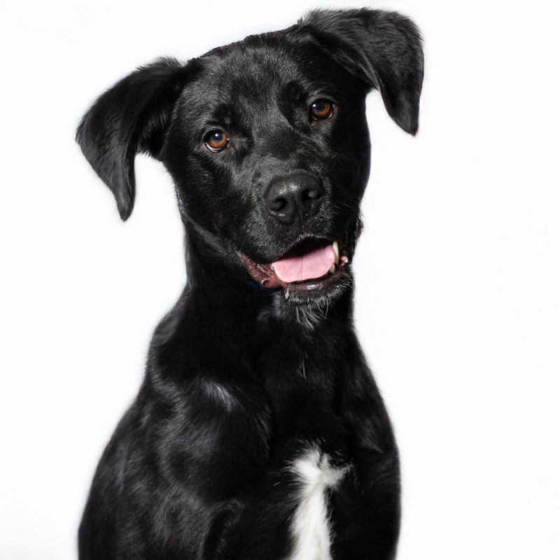 Website Pet Pictures (56)