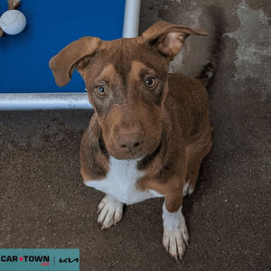 Website Pet Pictures (57)