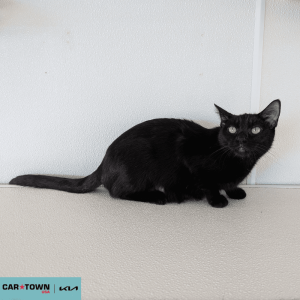 Website Pet Pictures (57)