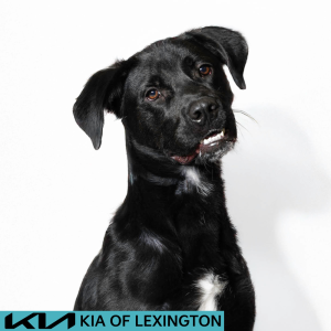 Website Pet Pictures (57)