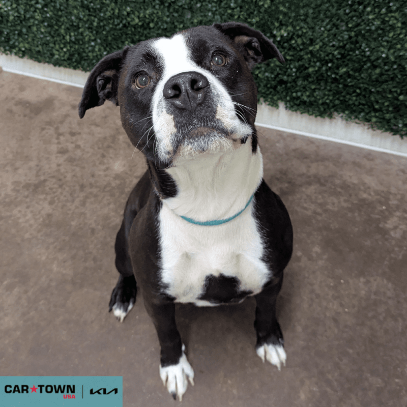 Website Pet Pictures (6)