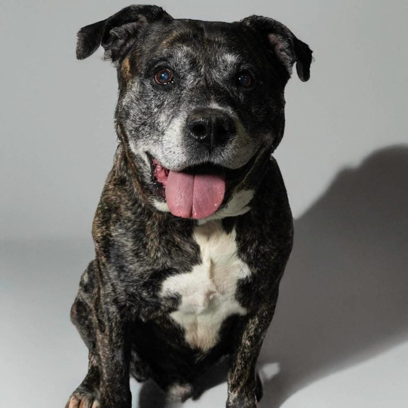 Website Pet Pictures (60)