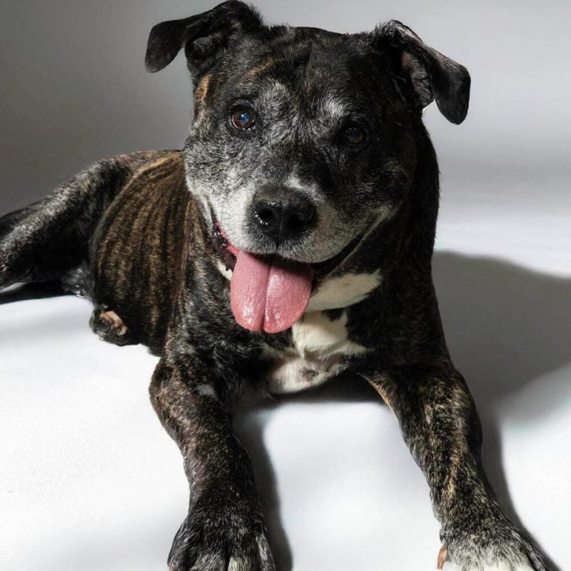Website Pet Pictures (61)