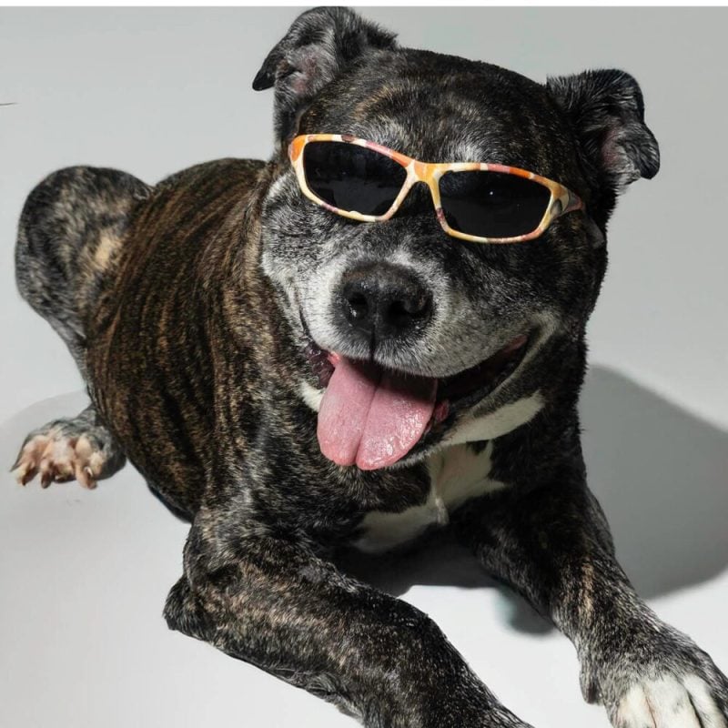 Website Pet Pictures (62)