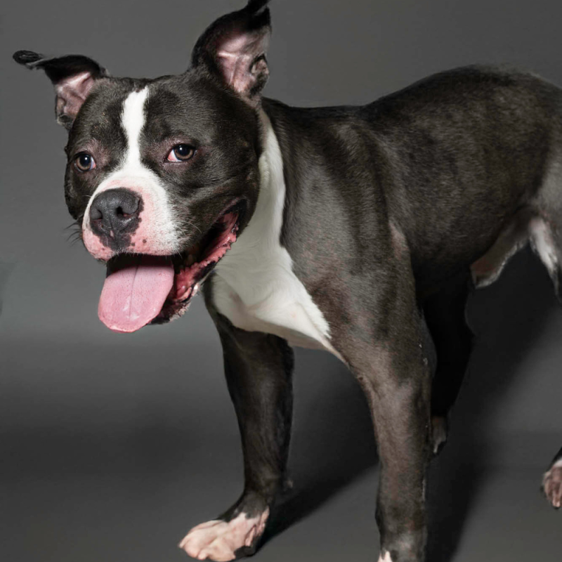 Website Pet Pictures (63)