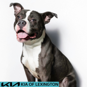 Website Pet Pictures (64)