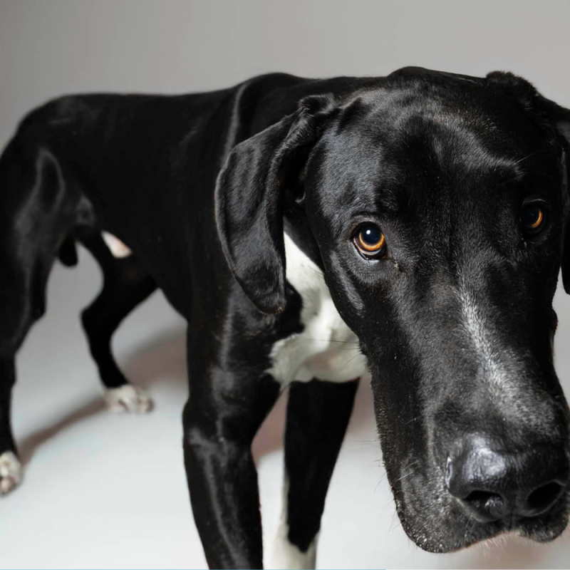 Website Pet Pictures (66)