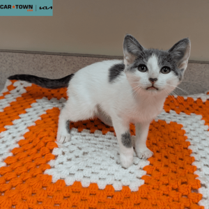 Website Pet Pictures (67)